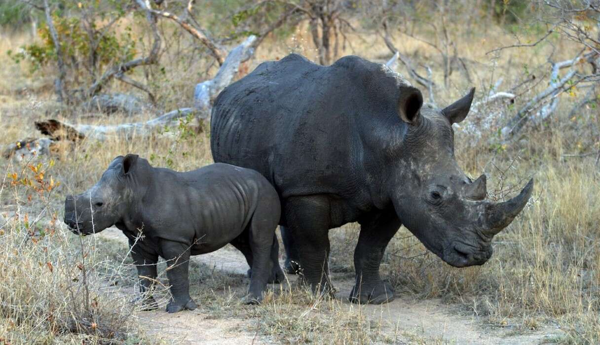 Poachers Are Now Killing Baby Rhinos To Steal Their Tiny Horns - The Dodo