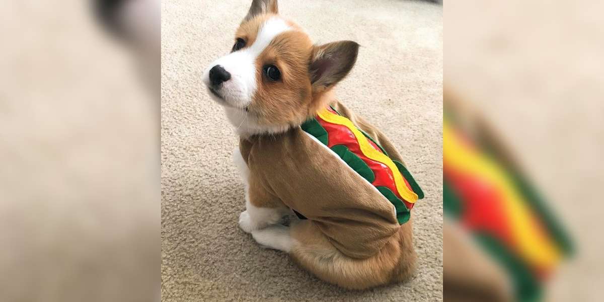 11 Corgis On Instagram Who Aren T Famous Yet The Dodo
