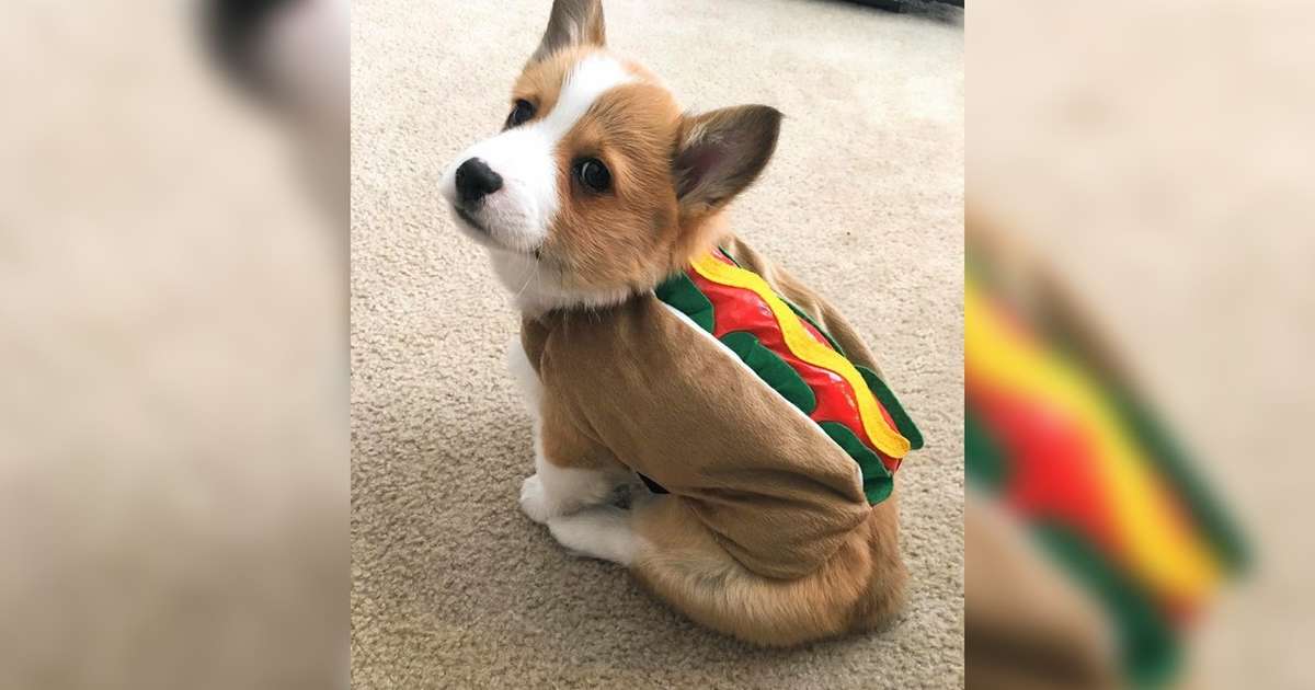 famous corgis on instagram