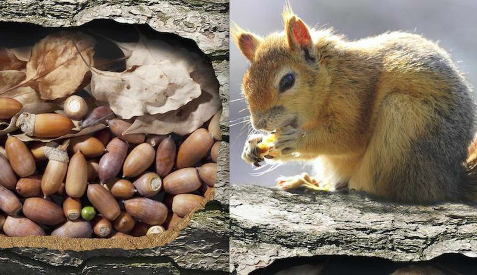 Белка запасает орехи