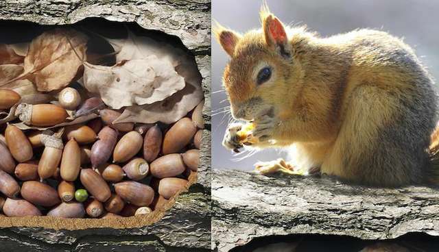 Do Squirrels Ever Forget Where They Put Their Nuts? - The Dodo