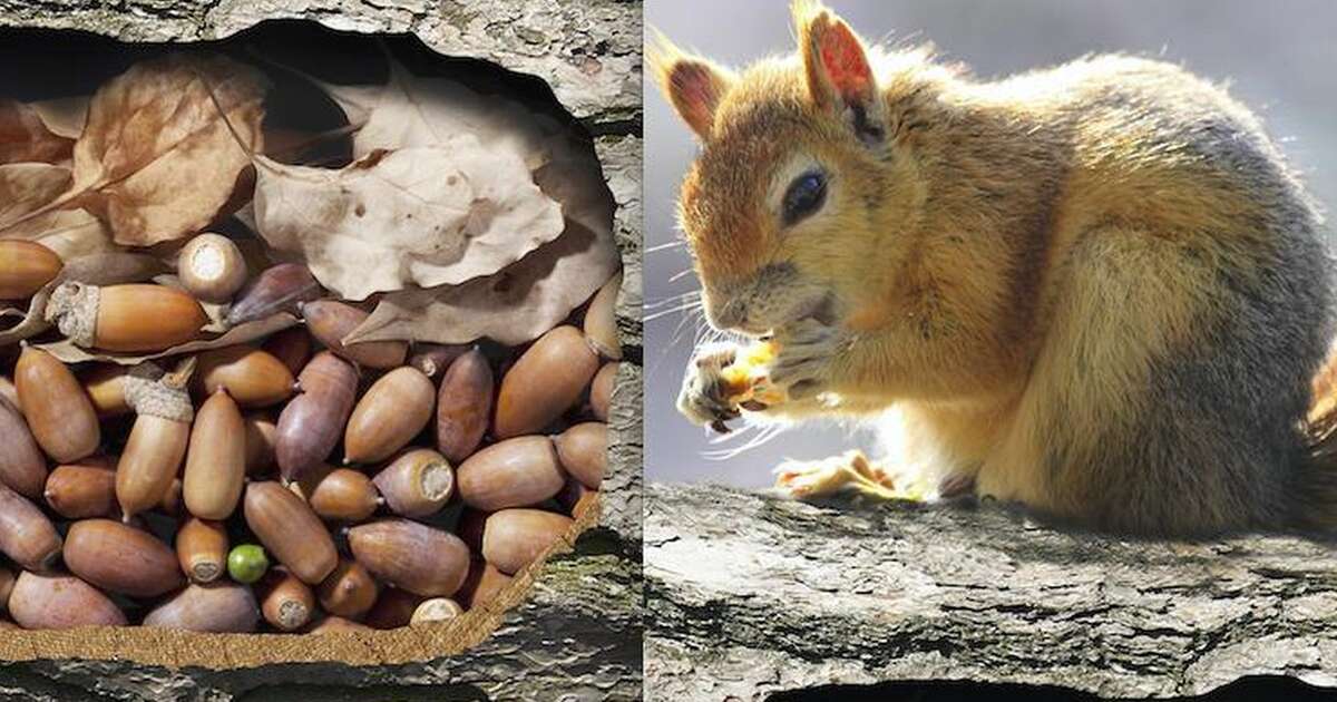 Do Squirrels Ever Forget Where They Put Their Nuts? - The Dodo