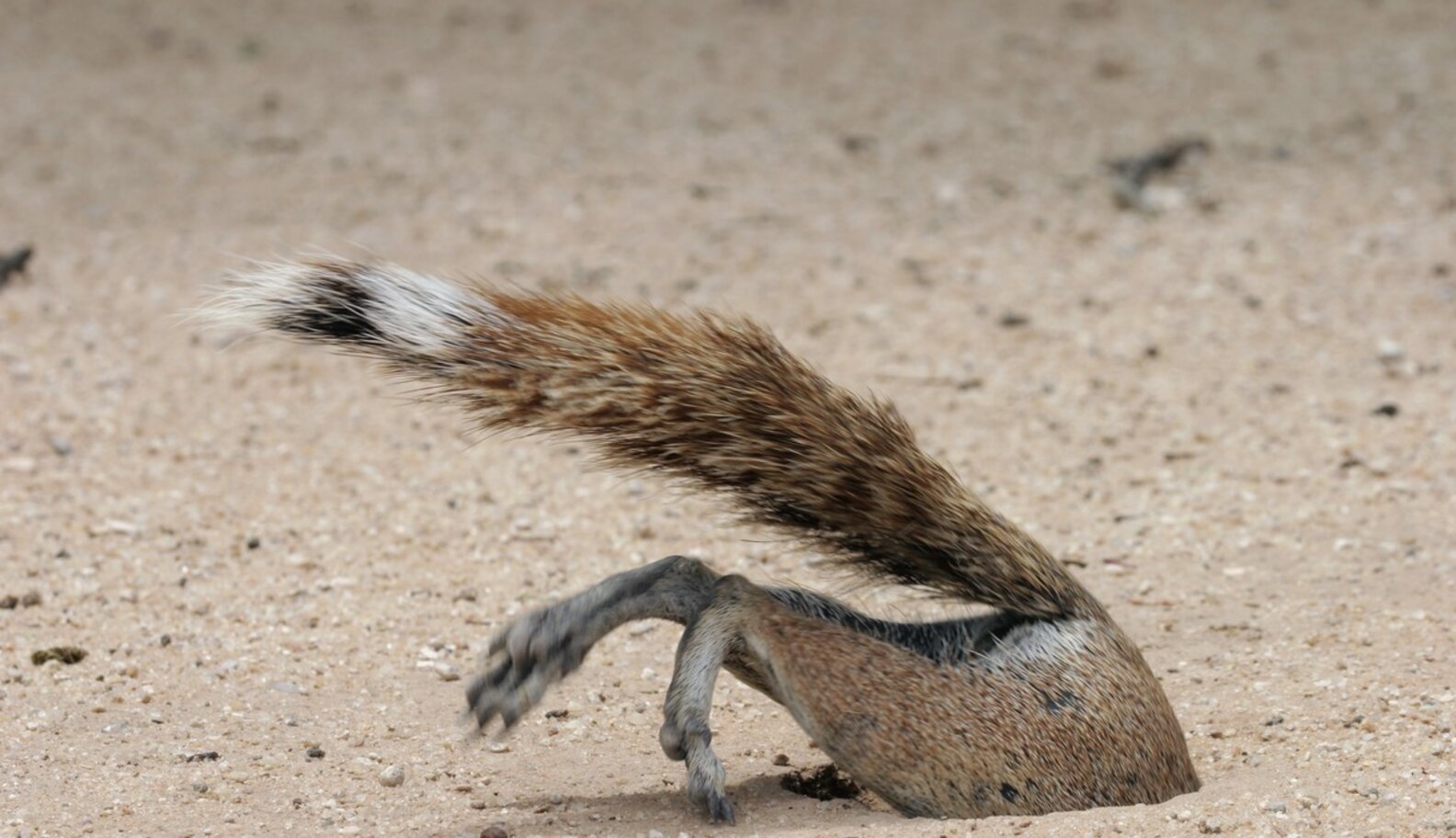 Do Squirrels Ever Where They Put Their Nuts? The Dodo