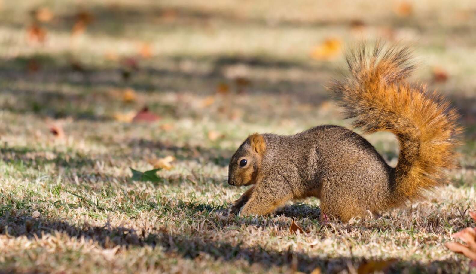 Do Squirrels Ever Forget Where They Put Their Nuts? - The Dodo