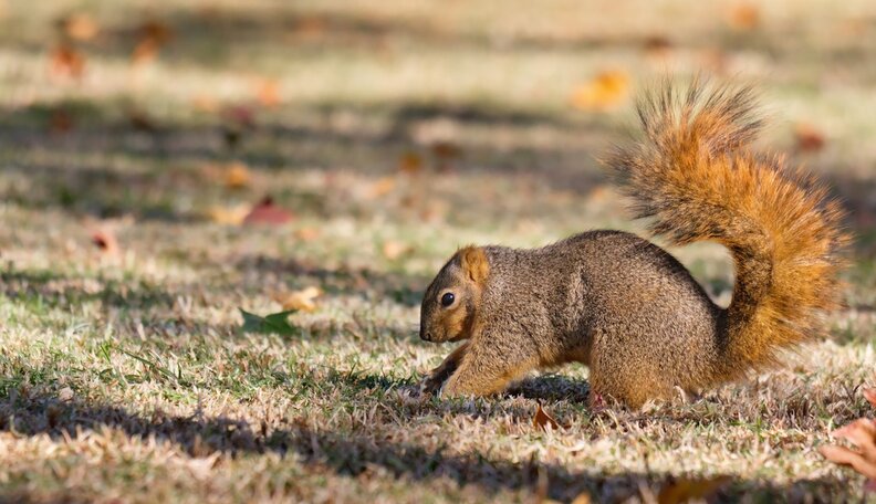 Do Squirrels Ever Forget Where They Put Their Nuts The Dodo Do Squirrels Ever Forget Where They Put Their Nuts The Dodo