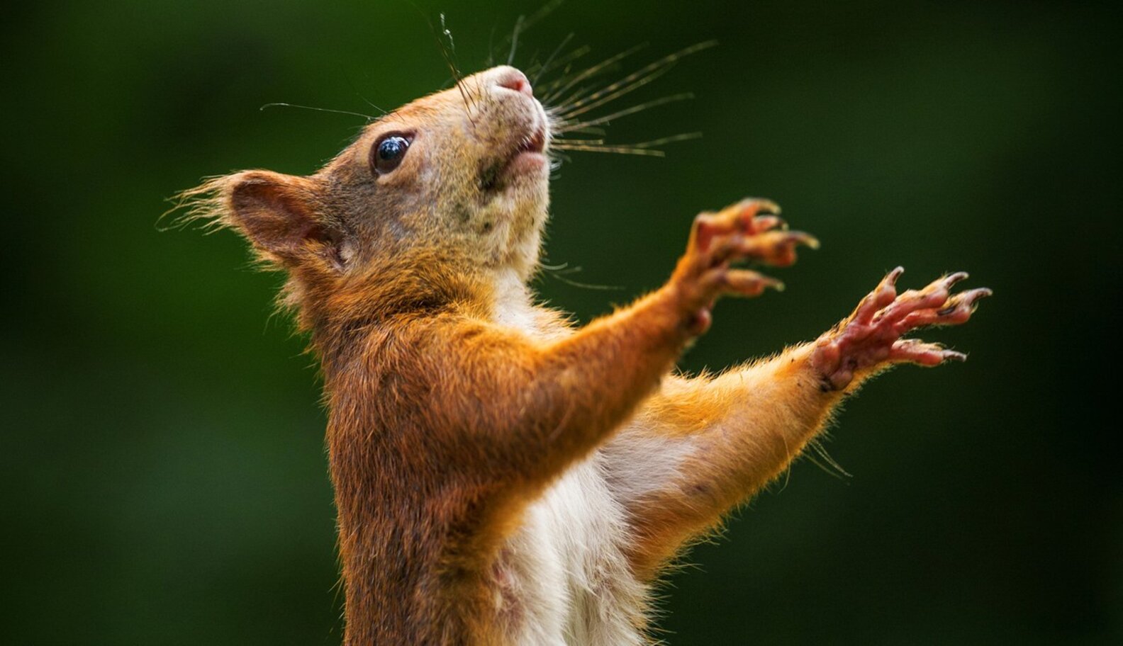 Do Squirrels Ever Where They Put Their Nuts? The Dodo