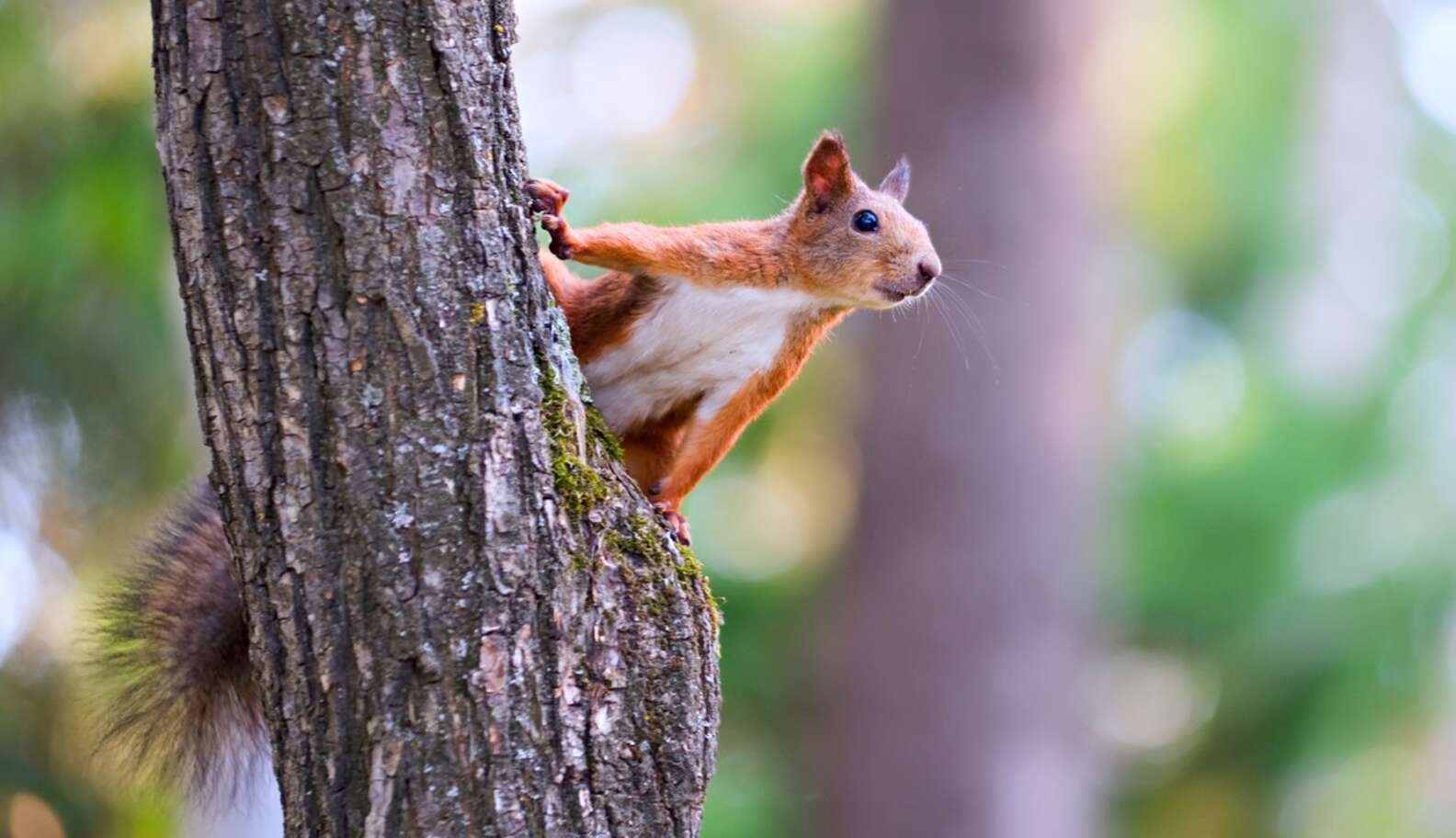 Do Squirrels Ever Forget Where They Put Their Nuts? - The Dodo