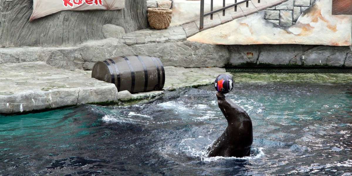 Captive Sea Lions Perform In Mall With Dark History The Dodo