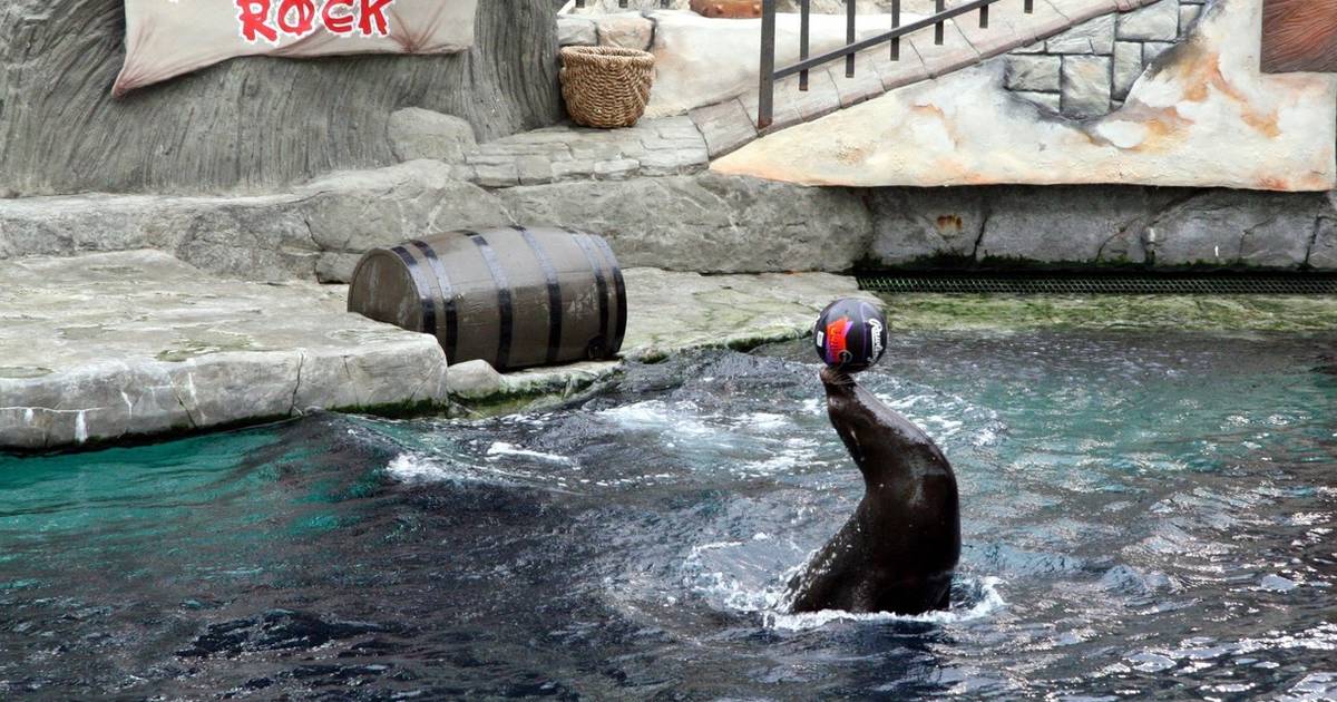 Captive Sea Lions Perform In Mall With Dark History The Dodo