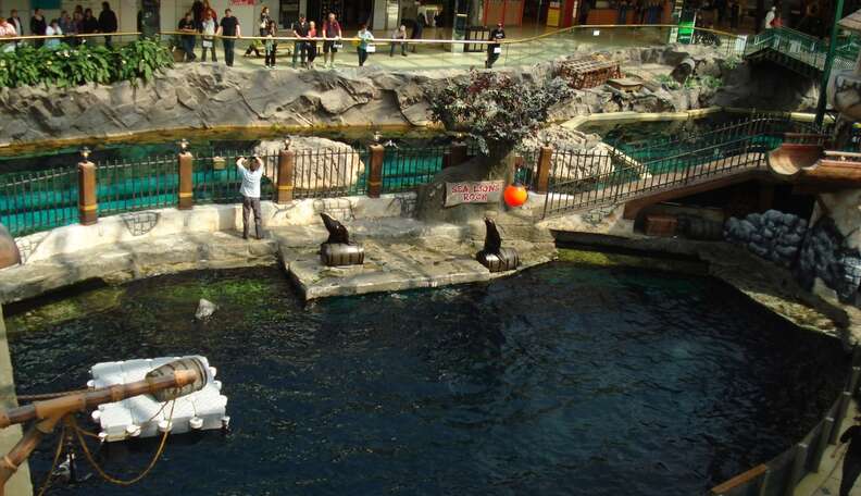 Captive Sea Lions Perform In Mall With Dark History The Dodo Captive Sea Lions Perform In Mall With Dark History The Dodo