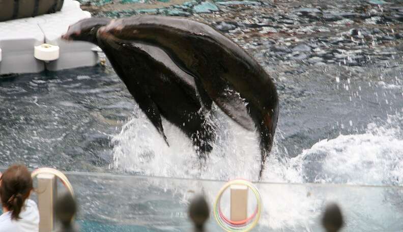 Captive Sea Lions Perform In Mall With Dark History The Dodo Captive Sea Lions Perform In Mall With Dark History The Dodo