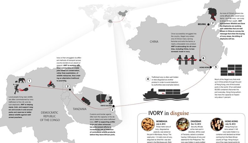 Ivory: From Bush To Market - The Dodo