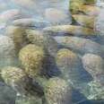 Hundreds Of Manatees Decide To Sunbathe At The Same Time, Shut The Park Down