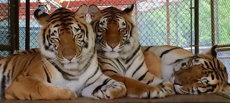 It's so weird,” Meadows Brothers Take the Field Together in Tigers