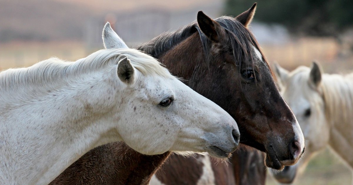 Dawn of the Horse The Dodo