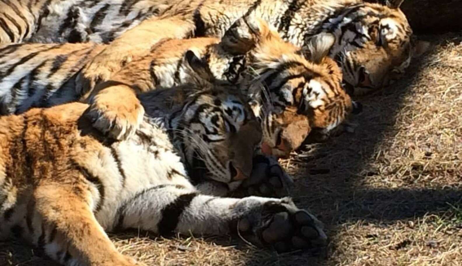 Rescue Tiger Siblings Are So Close They Can't Even Sleep Without Each ...