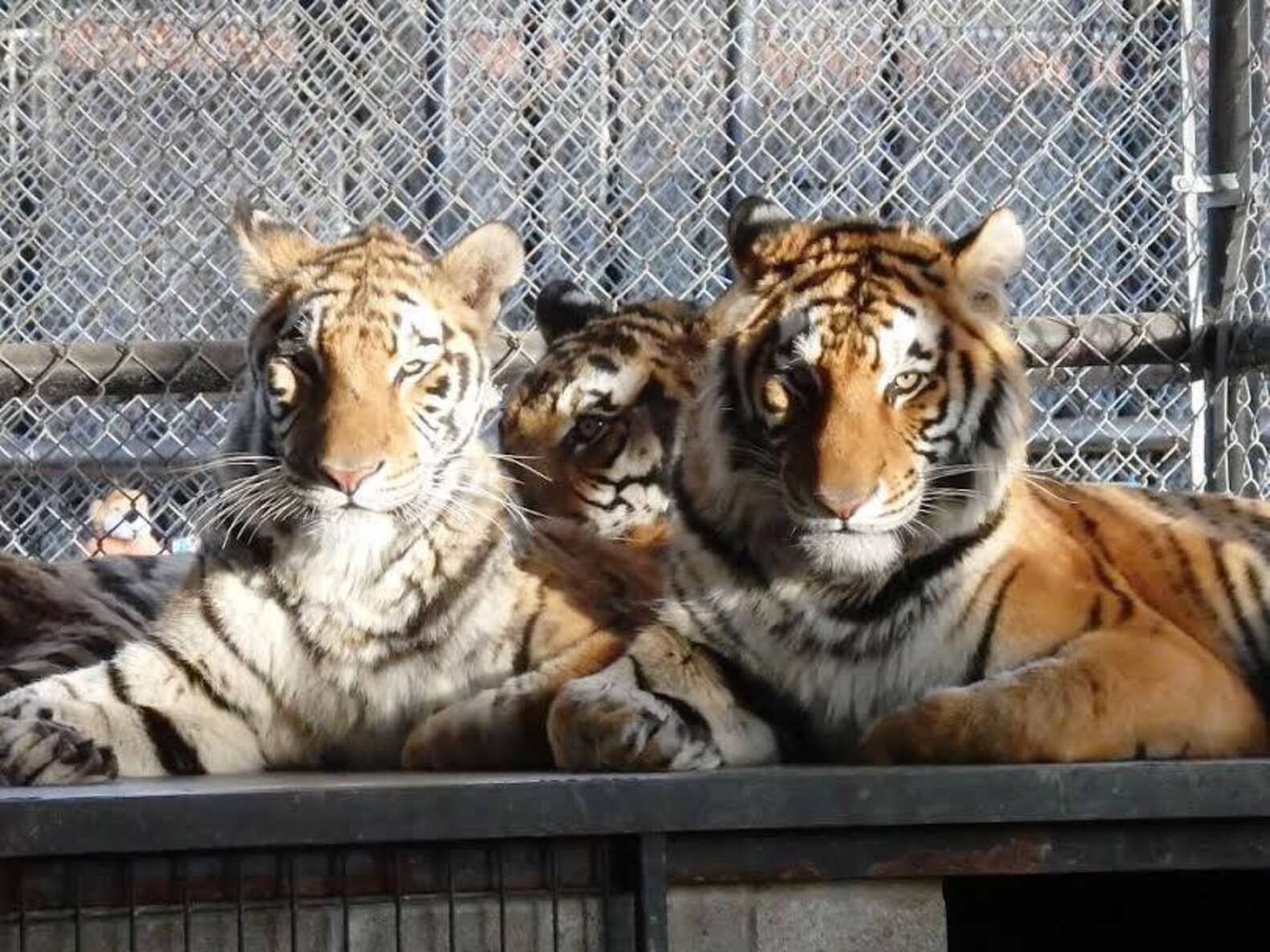 Rescue Tiger Siblings Are So Close They Can't Even Sleep Without Each ...