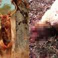 Poachers Kill Protected Elk Famous For Trusting Humans