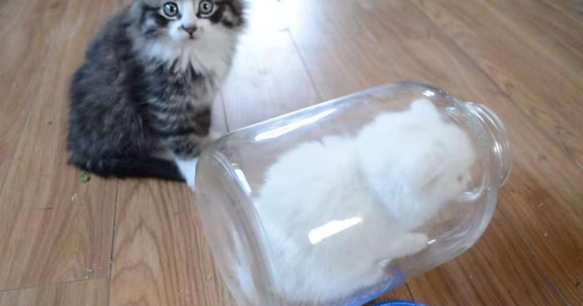 kitten in a jar