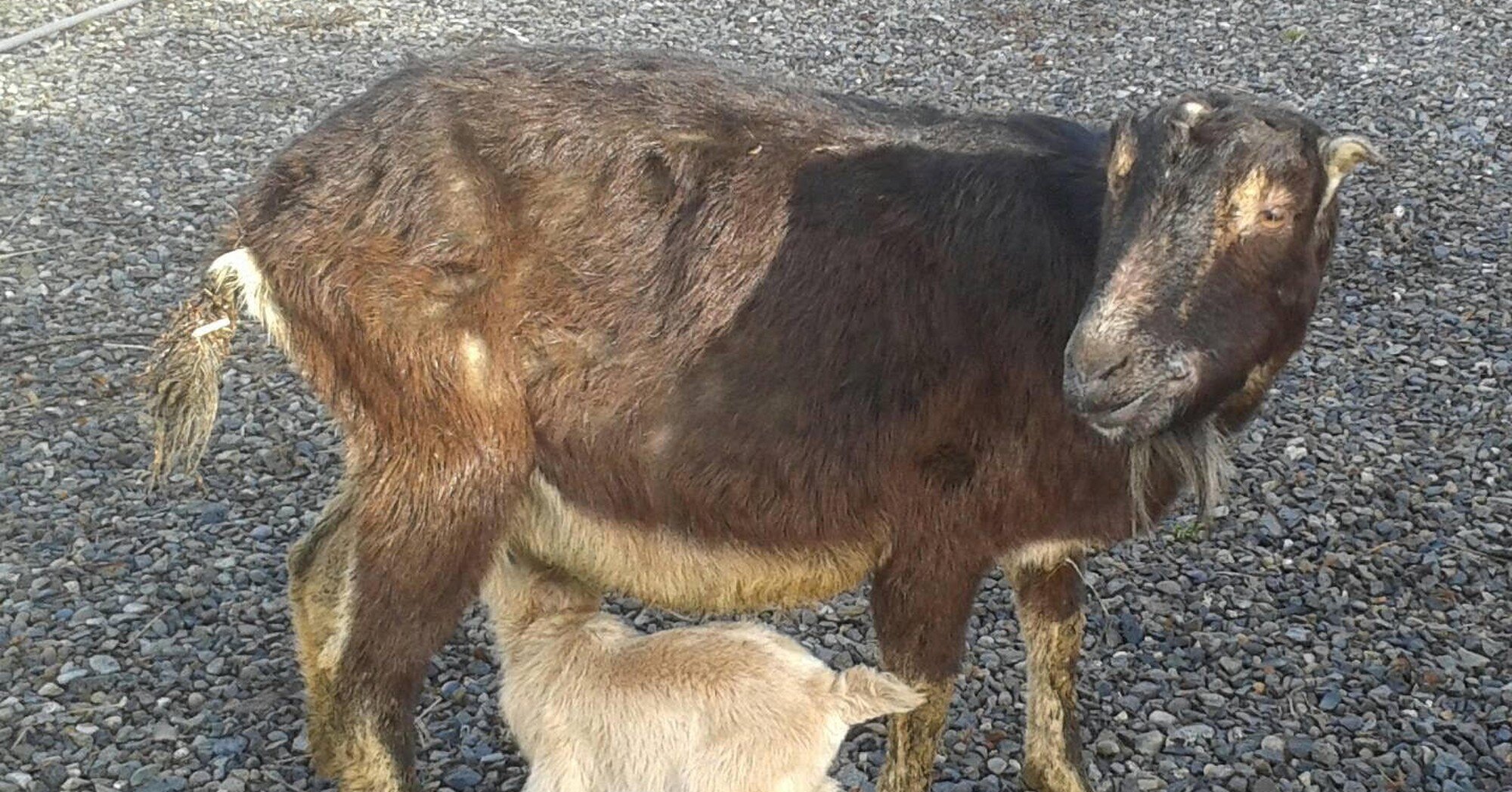 Baby Goat Who Almost Died Is Alive Because Of His Mom The Dodo