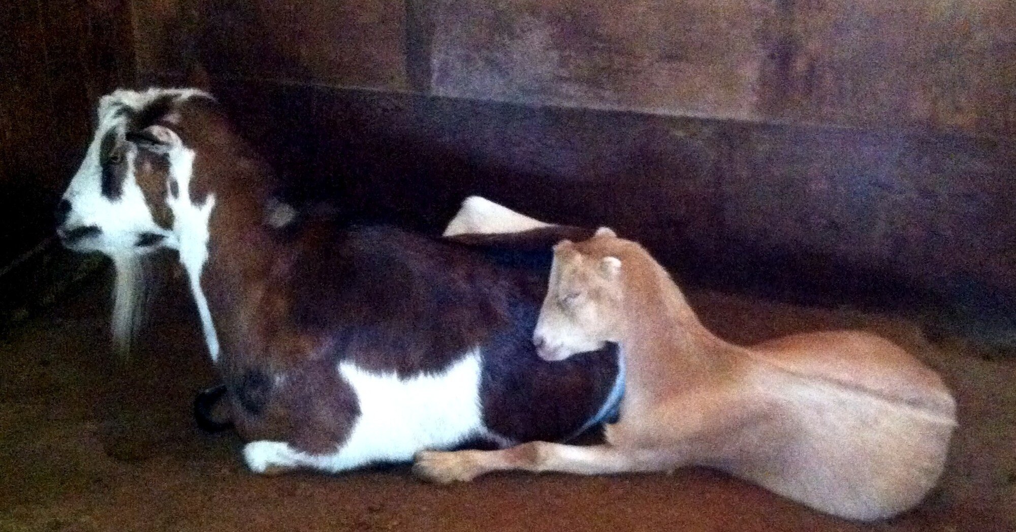 Baby Goat Who Almost Died Is Alive Because Of His Mom The Dodo