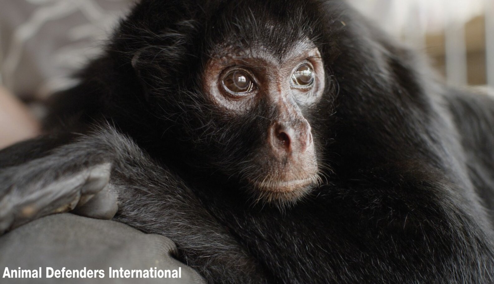 Circus Monkeys So Overjoyed To Return To Jungle It Leaves Rescuers In ...