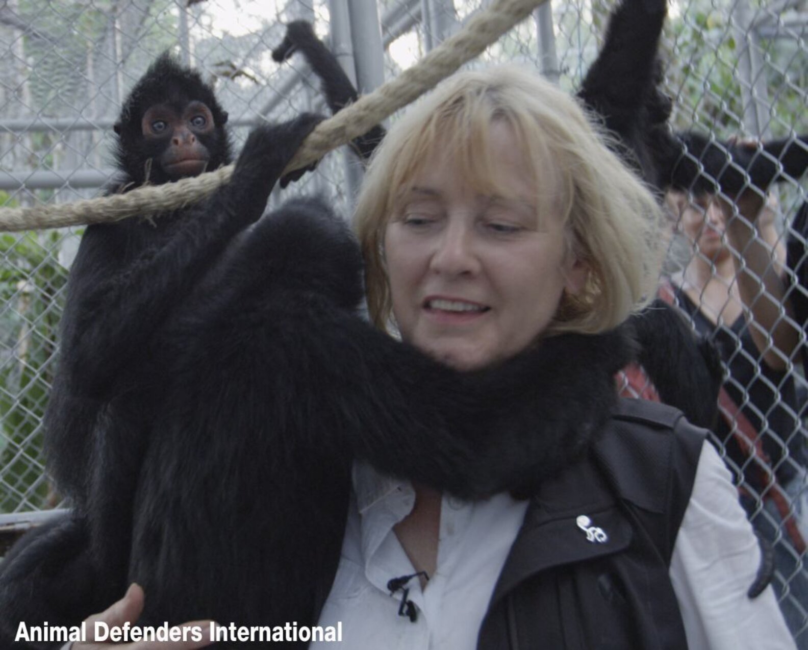 Circus Monkeys So Overjoyed To Return To Jungle It Leaves Rescuers In ...