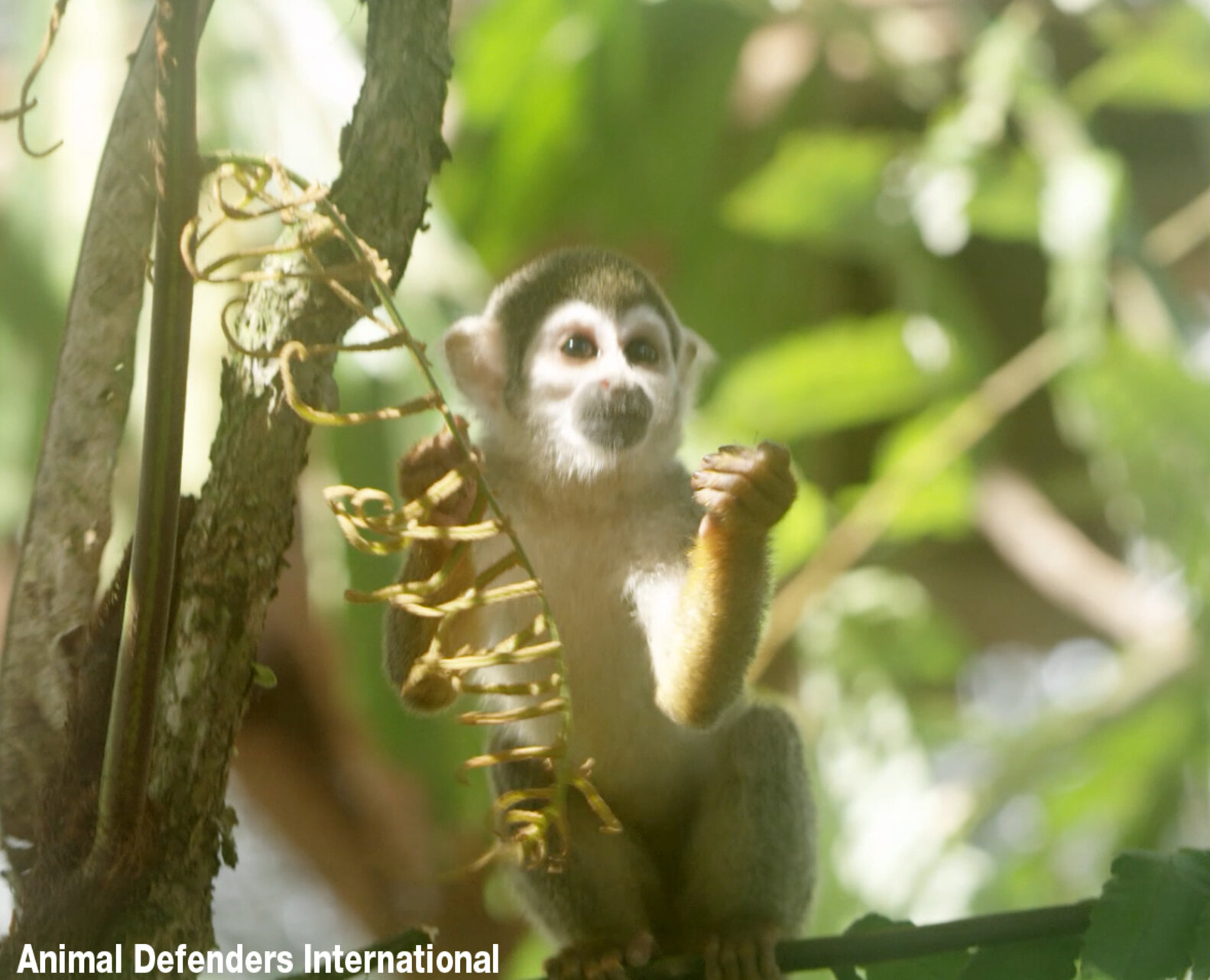 Circus Monkeys So Overjoyed To Return To Jungle It Leaves Rescuers In ...