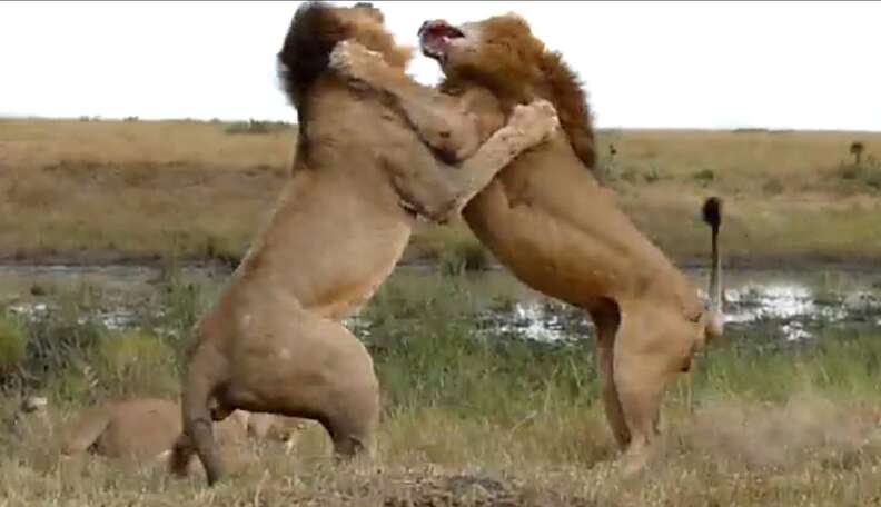 lion fight - The Dodo lion fight - The Dodo