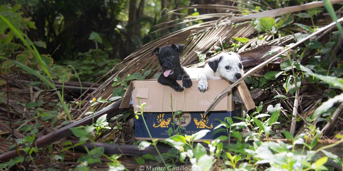 Hundreds Of Unwanted Pets Have Been Dumped On 'Dead Dog Beach' The Dodo