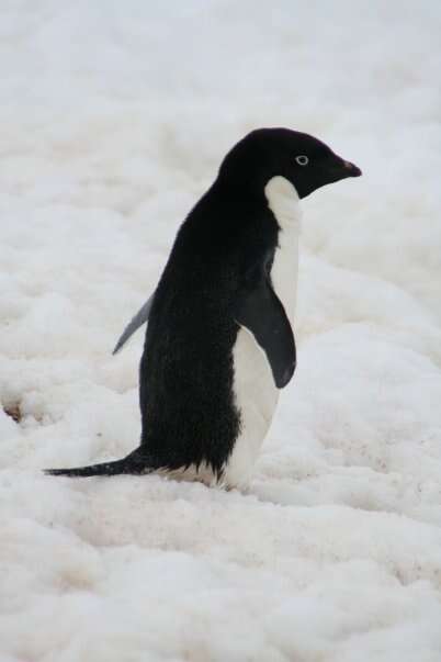 baby adelie penguins