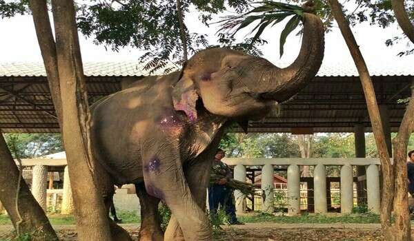 Photos Show A Rescued Elephant Totally Transformed By Love - The Dodo