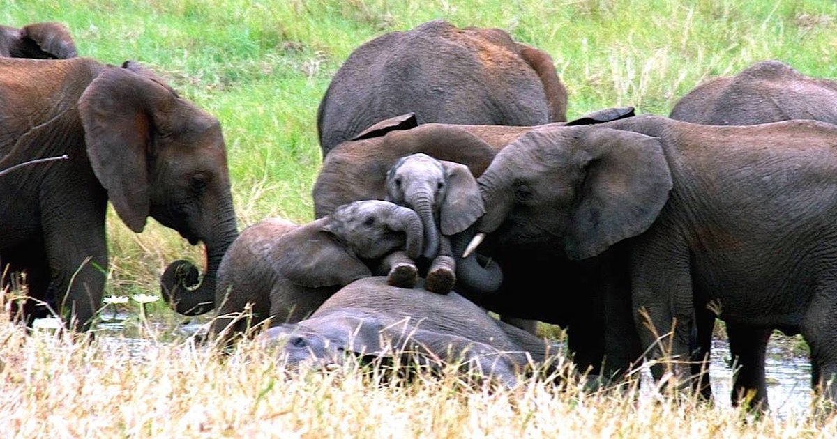 Why China’s Big Announcement Could Actually Save Elephants From