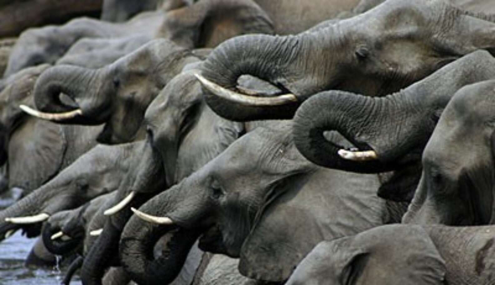 10 Fascinating Facts About Elephants - The Dodo