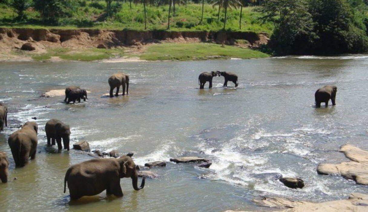 10 Fascinating Facts About Elephants The Dodo