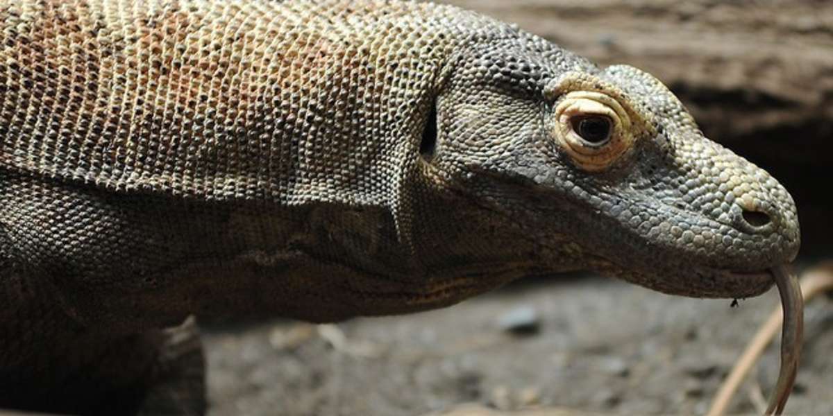 Komodo Dragon, Snake Die In Fire At San Antonio Zoo - The Dodo