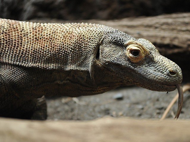 Komodo Dragon, Snake Die In Fire At San Antonio Zoo - The Dodo