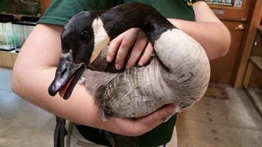 goose mother nest fire eggs goslings their her mom adopts after refuses leave wild outdoorhub comforts missing lost little who