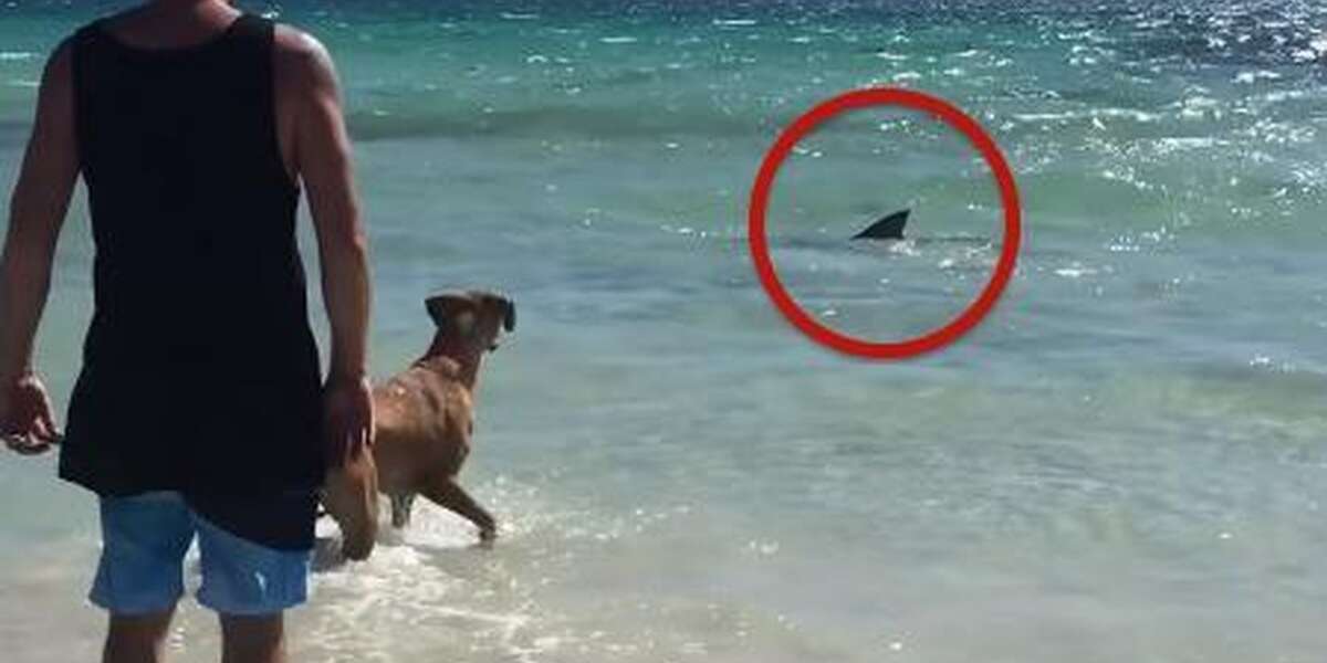 Friendly Dog Runs Into The Ocean To Say Hello To A Shark The Dodo