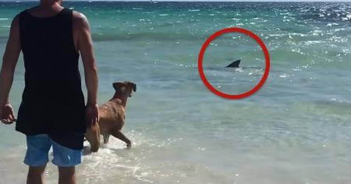 dogs swimming with sharks