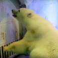'World's Saddest' Polar Bear Is Going Crazy Inside Shopping Mall
