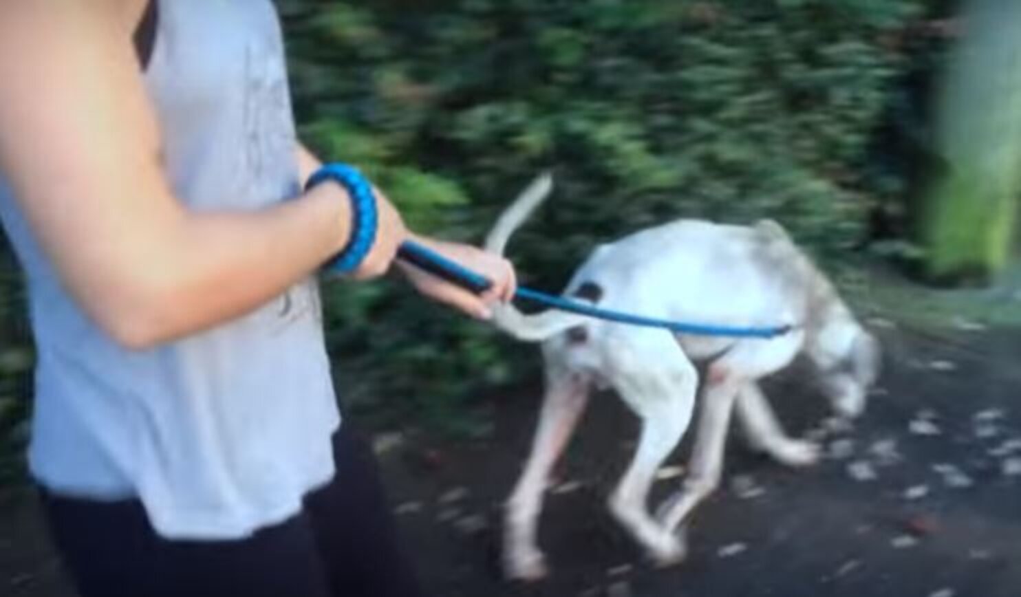 Someone Finally Found Him Tied Up In The Backyard The Dodo