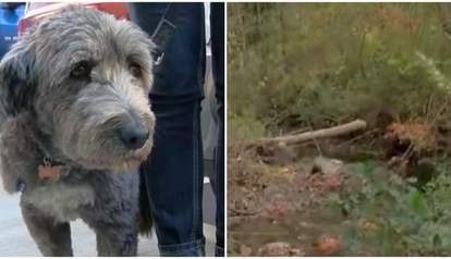 Dog Knows Exactly What To Do When Her 82-Year-Old Owner Gets Lost - The ...