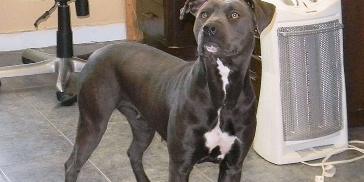 A Stranger Is Traveling 1,000 Miles To Bring Lost Pit Bull Home - The Dodo