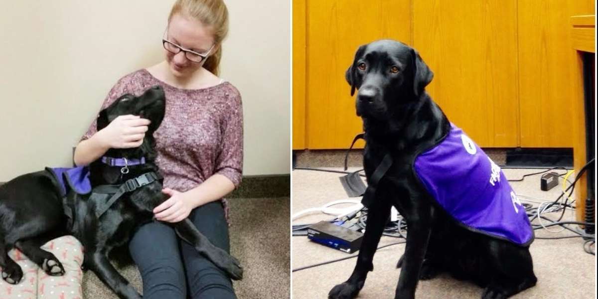 Dog Helps Scared Kids Testify In Court - The Dodo