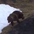 Bear Desperately Tries To Escape Hunters In Heart-Wrenching Video
