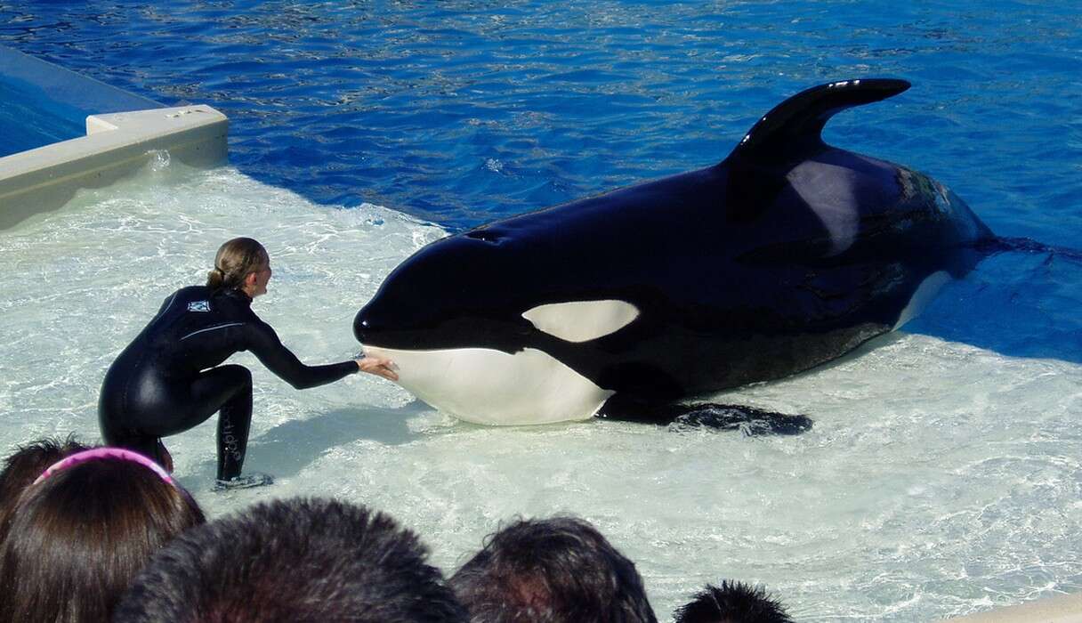 Ex-SeaWorld Employee: 'If You Speak Out Against It, You’re Fired' - The ...
