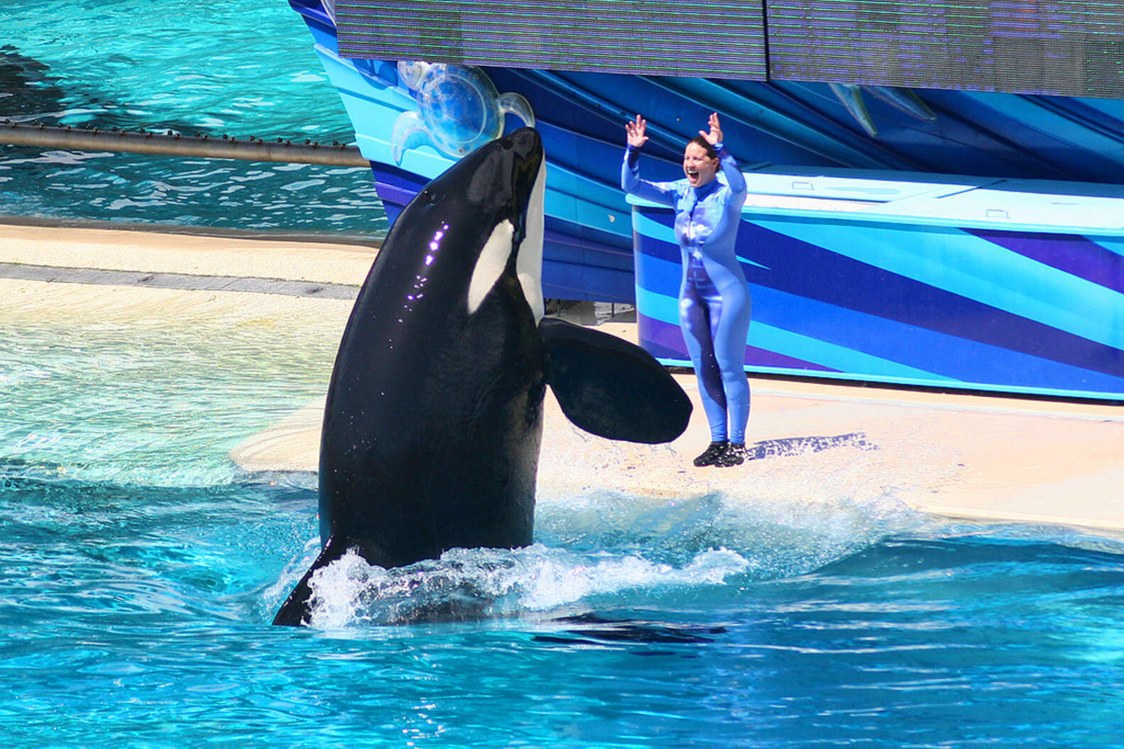 ExSeaWorld Employee 'If You Speak Out Against It, You’re Fired' The