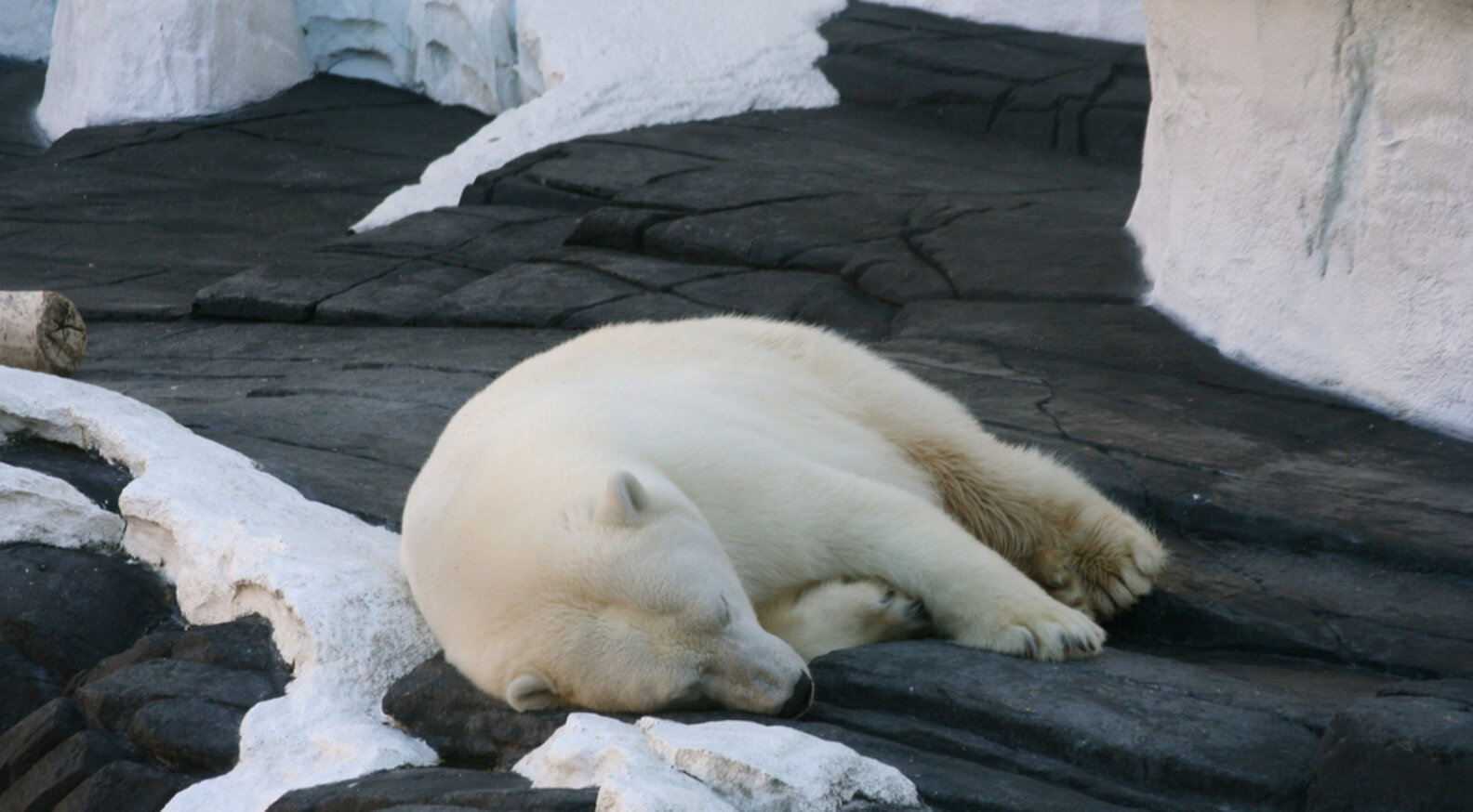 Ex-SeaWorld Employee: 'If You Speak Out Against It, You’re Fired' - The ...