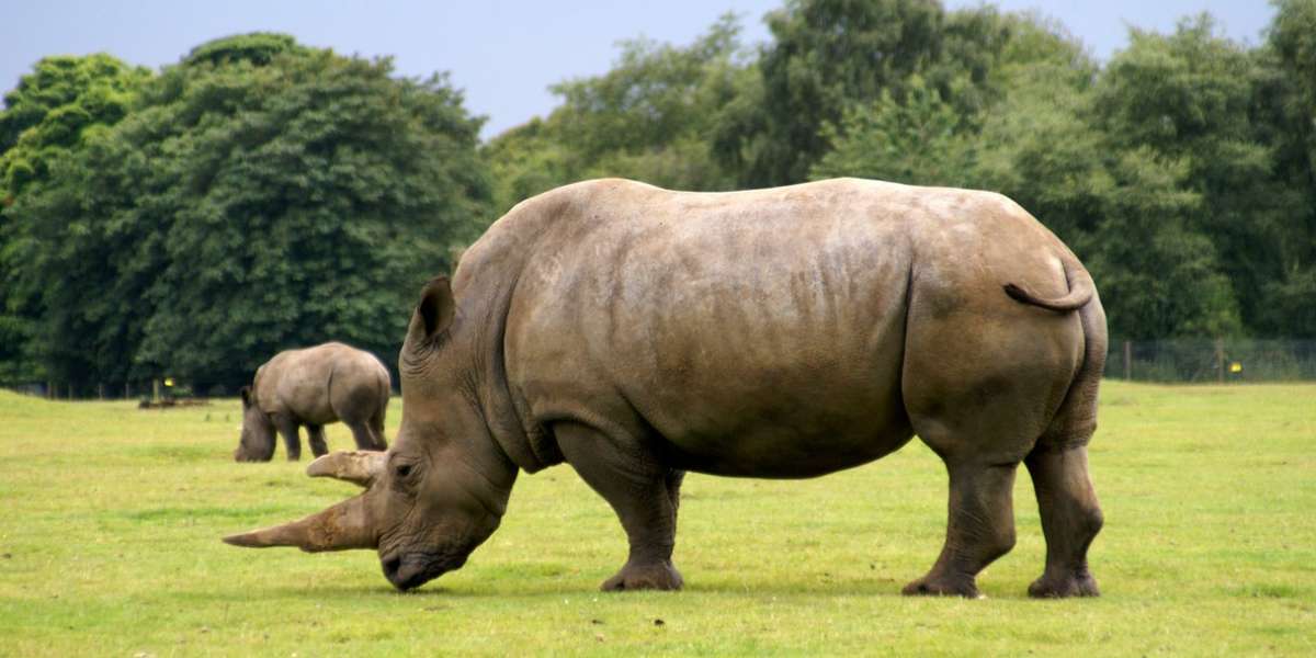 Слон самец фото. Гребнистый крокодил. Гигантский гребнистый крокодил. 20 больших животных. Японский гладкий кит (eubalaena japonica).